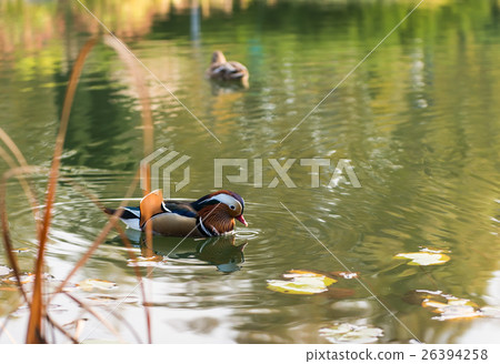 mandarin duck swimming mandarin duck swimming 26394258