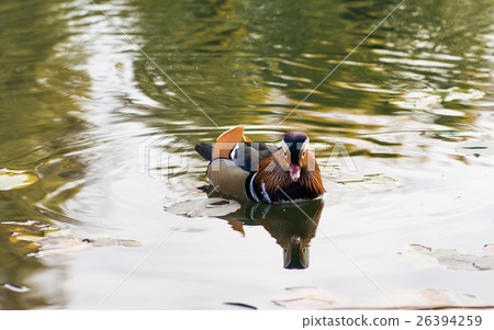 mandarin duck swimming mandarin duck swimming 26394259