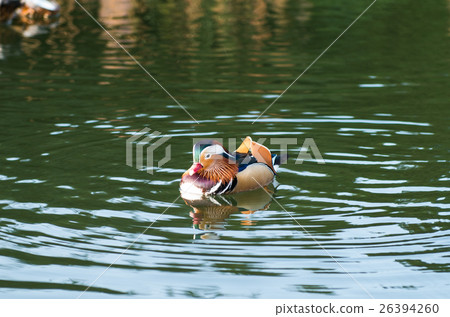 mandarin duck swimming mandarin duck swimming 26394260