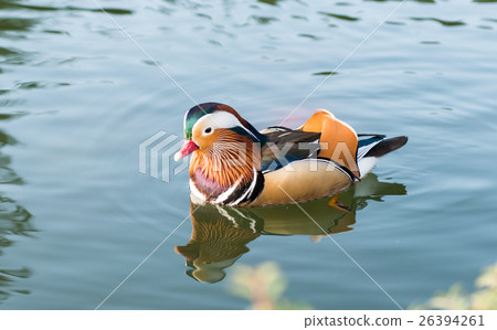 mandarin duck swimming mandarin duck swimming 26394261