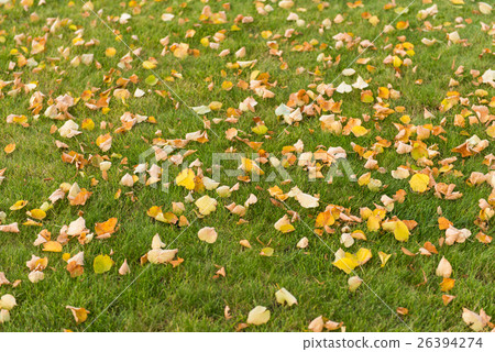 autumn leaves on a green lawn autumn leaves on a green lawn 26394274