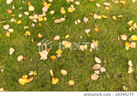 autumn leaves on a green lawn autumn leaves on a green lawn 26394275