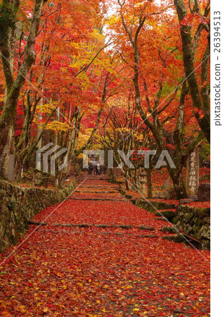 Autumn leaves of Chicken Foot Temple 26394513