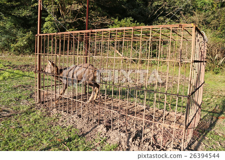 Deer caught in an innocence trap for animal damage countermeasures Deer caught in an innocence trap for animal damage countermeasures 26394544
