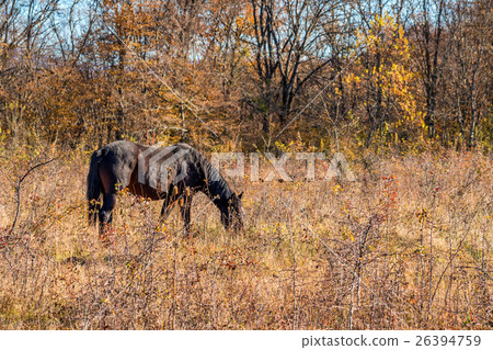 Horse in natural environment Horse in natural environment 26394759