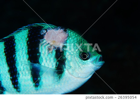 重傷 重傷 26395054