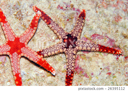 Starfish Starfish 26395112
