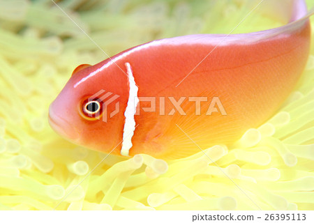 Sea anemone hanabila anemone fish Sea anemone hanabila anemone fish 26395113