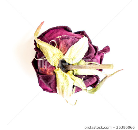The dried rose. 26396066