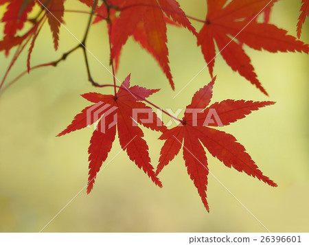 秋天的樹葉 26396601