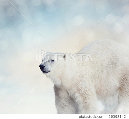 Polar Bear on the Snow 26398142