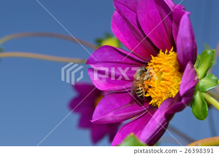 皇帝達利亞雜交種Gutsia Rose和Honeybee 皇帝達利亞雜交種Gutsia Rose和Honeybee 26398391