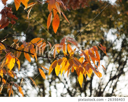 Autumn leaves of street trees in late autumn Brown leaves 26398403