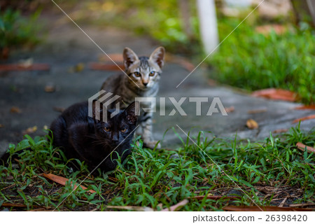 Lonely black cat Lonely black cat 26398420