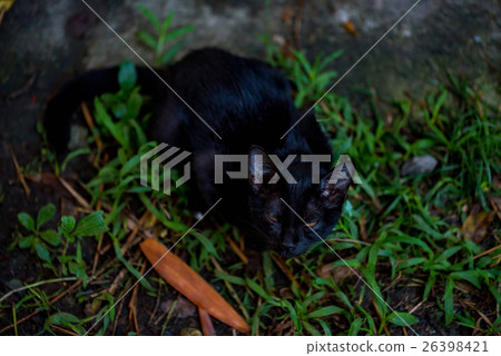 Lonely black cat Lonely black cat 26398421