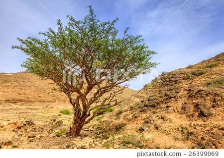 Frankincense tree Frankincense tree 26399069