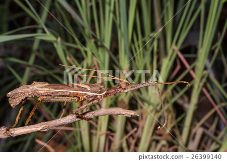 Moss Mimic Stick Insect - Anthropoda 26399140