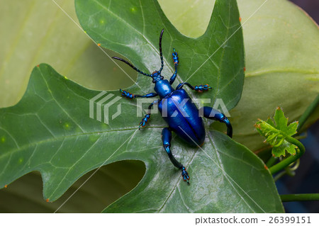Frog Legged Leaf Beetle (Sagra buqueti) 26399151