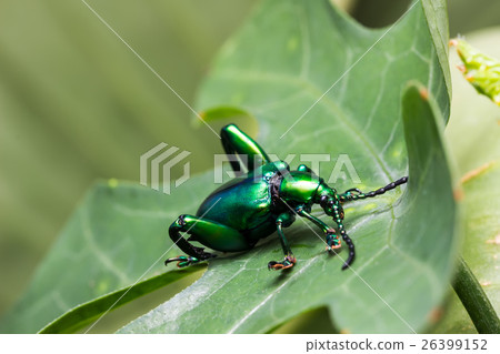 Frog Legged Leaf Beetle (Sagra buqueti) Frog Legged Leaf Beetle (Sagra buqueti) 26399152