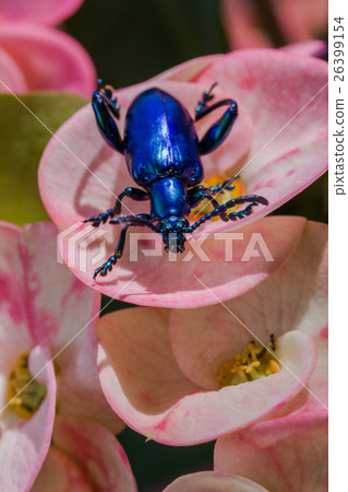 Frog Legged Leaf Beetle (Sagra buqueti) Frog Legged Leaf Beetle (Sagra buqueti) 26399154