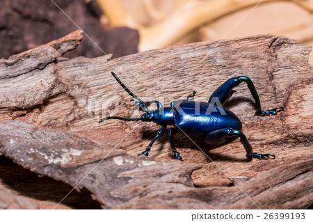 Frog-legged leaf beetle (sagra buqueti) Frog-legged leaf beetle (sagra buqueti) 26399193
