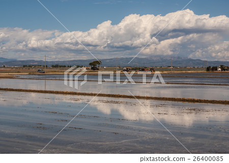 view of a paddy field in Delta de l'Ebre view of a paddy field in Delta de l'Ebre 26400085