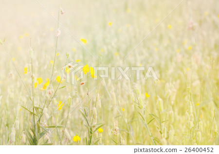Crotalaria juncea flower Crotalaria juncea flower 26400452