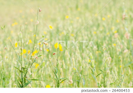 Crotalaria juncea flower Crotalaria juncea flower 26400453