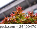 楓葉 26400470