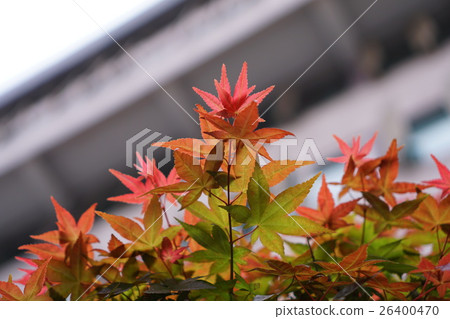 楓葉 楓葉 26400470