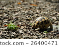陸龜 26400471