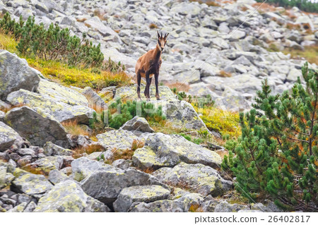 Chamois in High Tatra Mountains, Poland 26402817