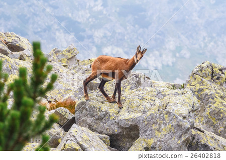 Chamois  in High Tatra Mountains, Poland 26402818