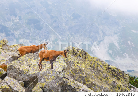 Chamois in High Tatra Mountains, Poland 26402819