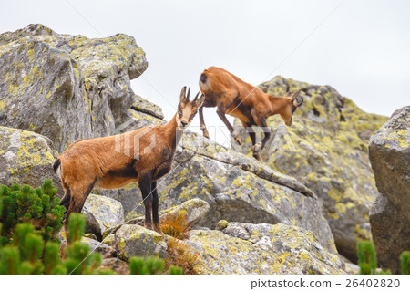 Chamois  in High Tatra Mountains, Poland 26402820