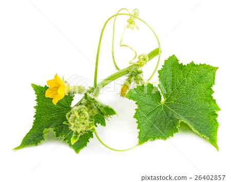 Baby cucumbers with leaves and flowers Baby cucumbers with leaves and flowers 26402857
