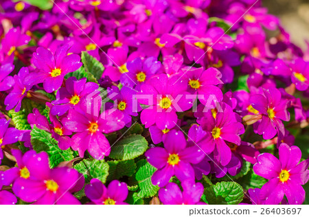 Bright purple garden flowers Bright purple garden flowers 26403697