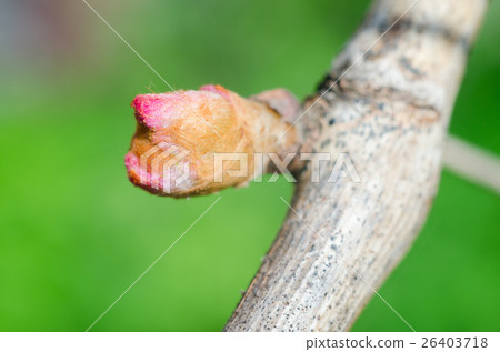 Bud of grape 26403718