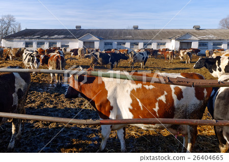 Cows on the farm 26404665