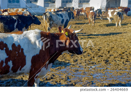 Cows on the farm Cows on the farm 26404669