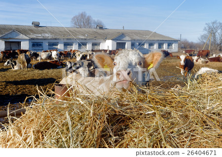 Cows on the farm Cows on the farm 26404671