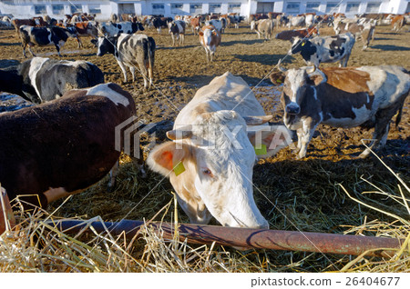 Cows on the farm Cows on the farm 26404677