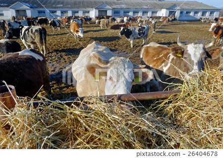 Cows on the farm Cows on the farm 26404678