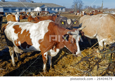 Cows on the farm Cows on the farm 26404679