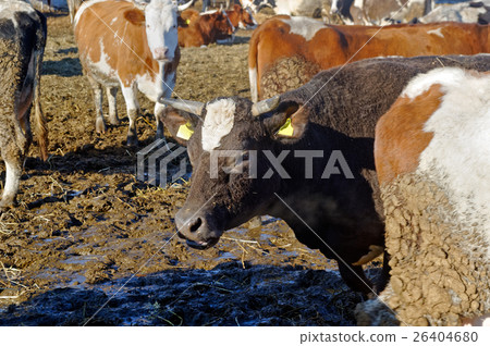 Cows on the farm Cows on the farm 26404680
