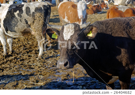 Cows on the farm Cows on the farm 26404682