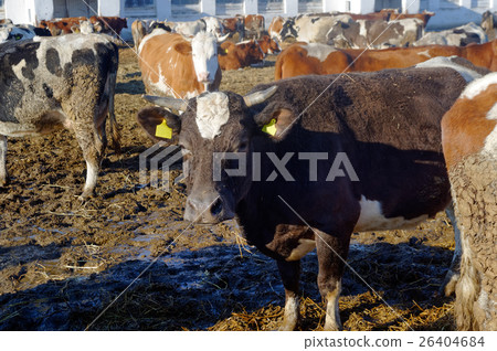 Cows on the farm Cows on the farm 26404684