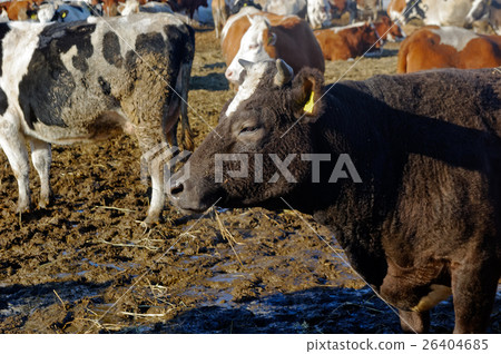 Cows on the farm Cows on the farm 26404685