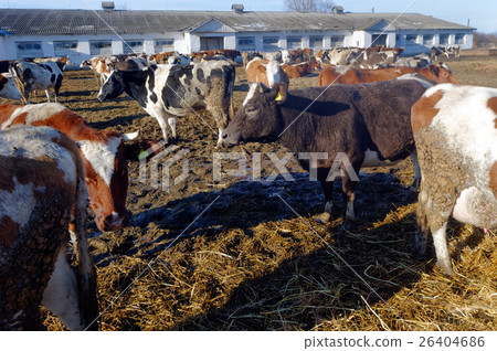 Cows on the farm Cows on the farm 26404686