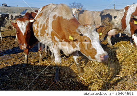 Cows on the farm Cows on the farm 26404691